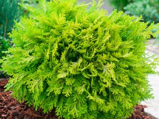 Cypress: planting and care in open ground