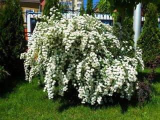 Spiraea oakleaf: foto dan penerangan