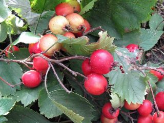 Ostroha Hawthorn Cock: foto + popis