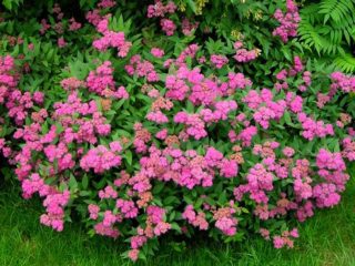 Penerangan mengenai Spirea Antonia Waterer