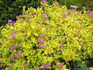 Spiraea Golden Princess: fotografia a popis