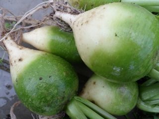 Chinese (Margelan) radish