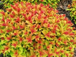 Spiraea japonská Goldflame