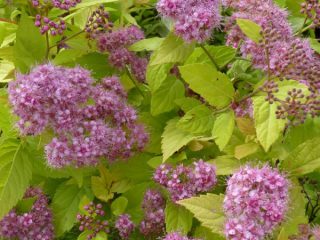 Spiraea japonica Goldmound