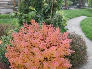 Spiraea japonica Macrophylla