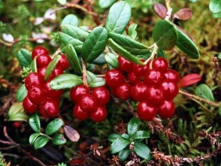 Lingonberry: photo of berries