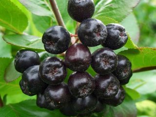كيفية تجفيف chokeberry في المنزل