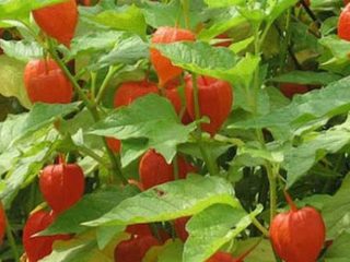 Physalis: fruit or vegetable, how to grow