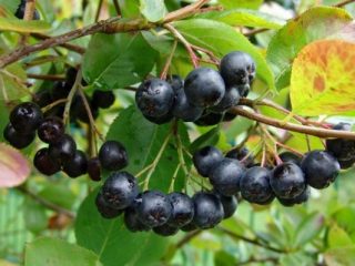 الخصائص الطبية لل chokeberry