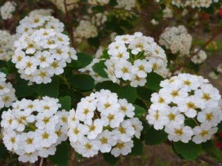 Spiraea Vangutta: planting and care, photo