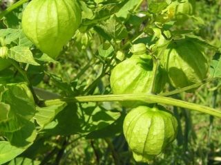 How to grow physalis