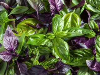 What are the benefits of basil for the human body?