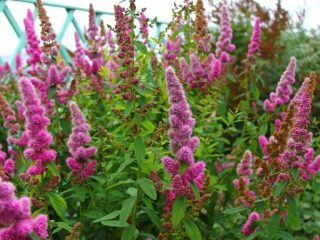 Billard's Spiraea: fotografia a popis