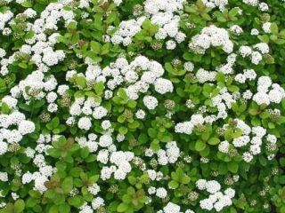 ورقة البتولا Spiraea: زراعة ورعاية، الصورة