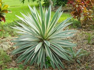 Yucca garden: photo and description