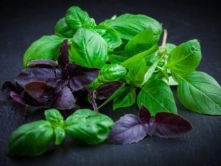 How and when to sow basil for seedlings