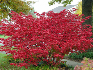 Krík Euonymus: výsadba a starostlivosť, foto