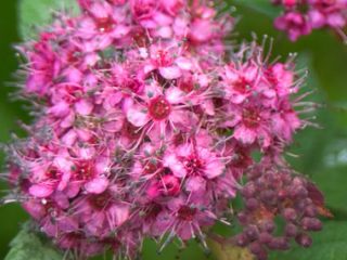 Japanese spirea: photos and varieties