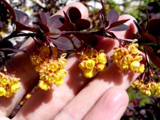 Berberis thunbergii Ruby Star a Golden Ruby