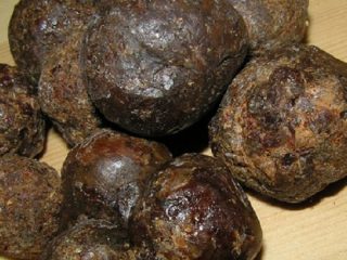 Penggunaan propolis: cara mengunyah dengan betul