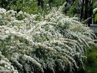 What to do if spirea leaves dry out