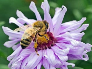 Working honey bee