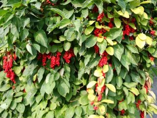 Harvesting Schisandra chinensis for the winter