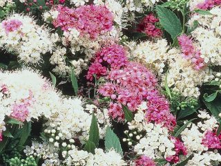 Spiraea japonica Shirobana