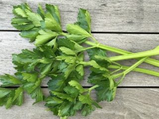 Growing Leaf Celery