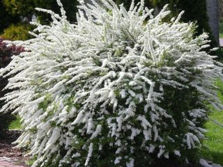 Spiraea šedá Grefsheim: výsadba a starostlivosť, foto