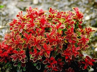 Barberry Thunberg Admiration