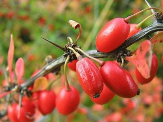 Barberry Harlekýn: popis a fotografia