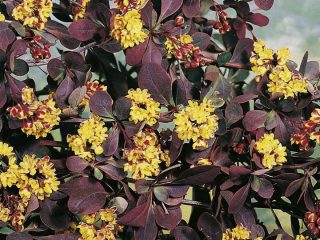 Barberry Atropurpurea (Berberis thunbergii Atropurpurea)