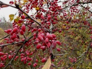 How to prepare barberry for the winter