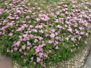 Spiraea japonská malá princezná