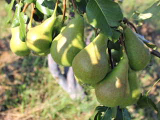 Pear juice for the winter