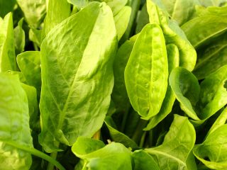 How and when to plant sorrel