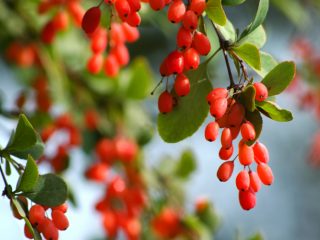 Barberry: beneficial properties and applications