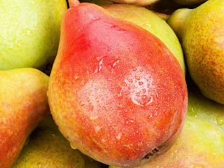 Bere pear varieties: Luka, Russian, Krasnokutskaya, Gardi, Maria