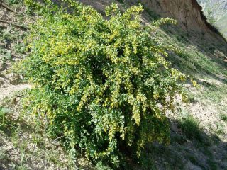 Okrasné stromy a kríky: čučoriedka (Berberis integerrima