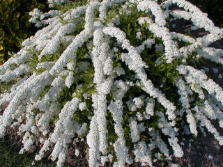 Spiraea Arguta: الوصف بالصور