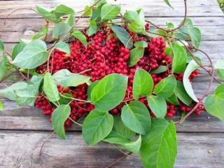 Tintura de semilla de Schisandra: instrucciones de uso.