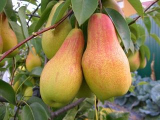 When to pick pears