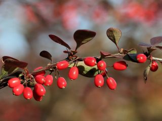 Barberry: jenis, foto dan penerangan