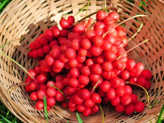 Jus Schisandra, biji, tincture meningkatkan atau menurunkan tekanan darah