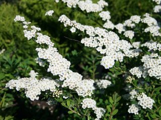 Spiraea nipponensis: Snowound, JuneBride, HalvardSilver