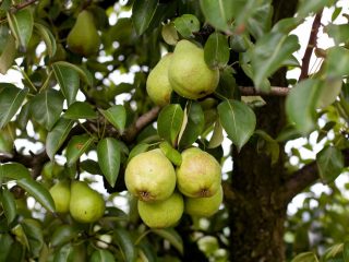 Rossoshanskaya pear: Late, Early, Beauty, Dessert