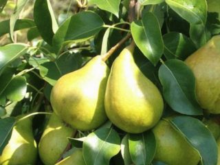 Bere Bosc pear: characteristics