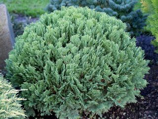 Lawson Cypress: Golden Wonder, Stardust, Alumigold, White Spot