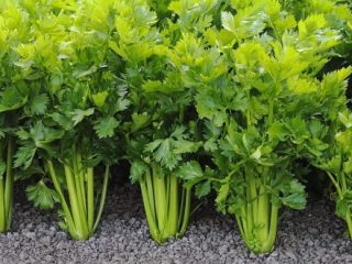 Growing petiole celery seedlings